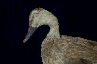 Spot-billed Duck Collection Image, Figure 2, Total 13 Figures